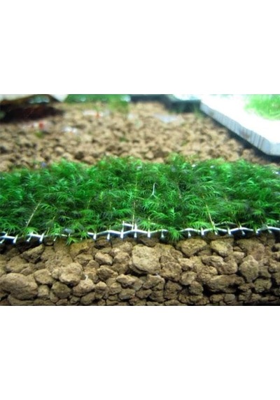 Fissidens Fountanus Tele Sarılı 5x5cm Yeni Sarım Canlı Bitki Diğer