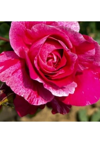 Tüplü Nadir Fleurette Sarmaşık Kordes Yediveren Sarmaşık Gül Fidanı