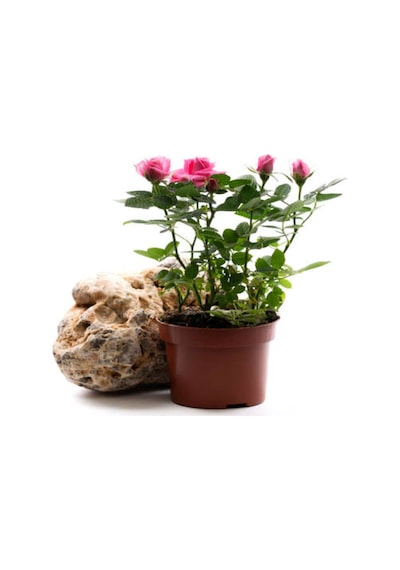 Videolu Kırmızı Ve Pembe Gül Fidanı 2 Adet Yediveren Saksılı 20-40 Cm Pink And Red Rose Sapling