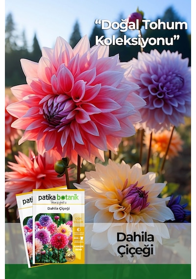Patika Botanik 30 Adet Dahlia Yıldız Çiçek Tohumu