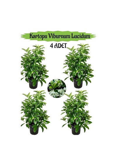 Kartopu Viburnum Lucidum 4 Adet 80-100 Cm Saksılı Dış Mekan Bahçe Peyzaj Çit Bitkisi