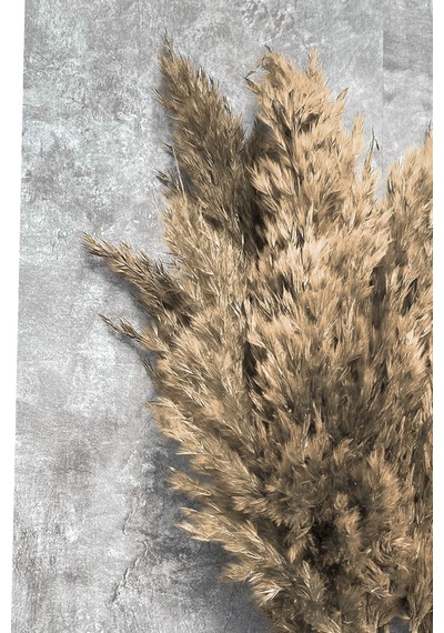 Şoklanmış Naturel Renkli Pampas Demeti 10 Dal
