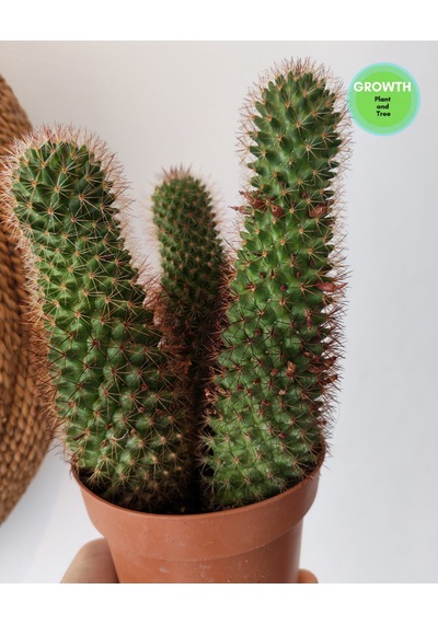 Mammillaria Spinosissima Group 1 Adet