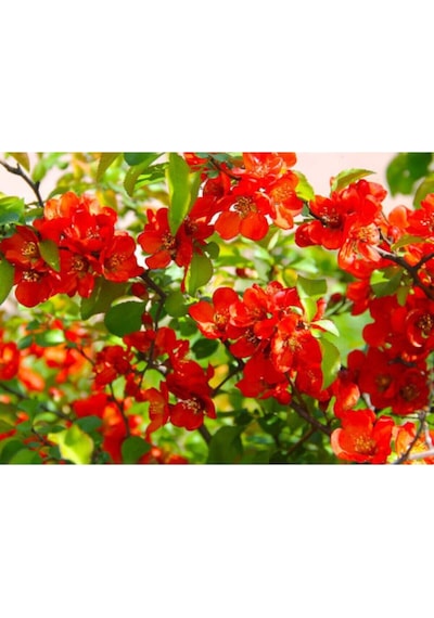 Kırmızı Bahar Dalı Çiçeği Fidanı 40-60 Cm Saksılı Çiçekli Bodur Bitkiler Red Spring Branch