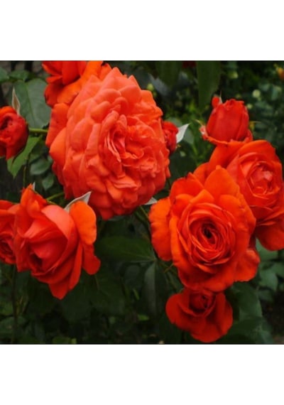 Videolu Turuncu Sarmaşık Gül 25 35 Cm Tüplü Aşılı Gül Orange Rose
