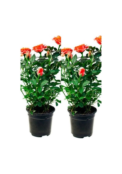 Videolu Koyu Somon Rengi Gül Fidanı Aşılı Saksılı 2 Adet 50-70cm Dış Mekan Salmon Roses