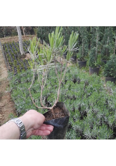 5 Adet Lavanta Fidanı Lavandula Officinalis. Dahil