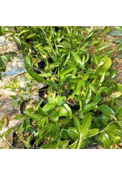 Sarı Meyveli Çarkıfelek Pasiflora Edulis Panama Gold