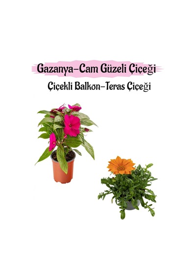 Pembe Renk Cam Güzeli 1 Adet+turuncu Renk Gazanya Çiçeği 1 Adet Saksılı 10-20cm