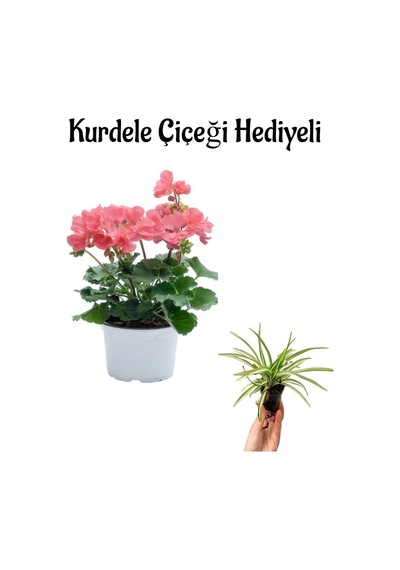 Açık Pembe Sardunya Çiçeği Sevgililer Gününe Özel Kurdele Çiçeği Hediyeli