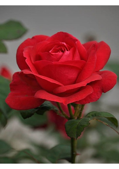 Videolu Canlı Kırmızı Gül Fidanı 10-15 Cm Saksılı/tüplü Yoğun Kokulu Aşılı Gül Red Rose