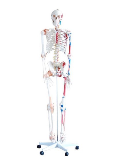 İnsan İskeleti Modeli 180Cm Kaslar Bağlar Ligamentli Tekerlekli