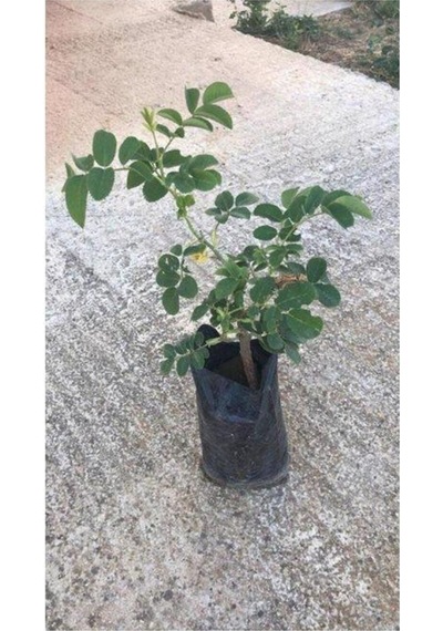 Kabristan Mezarlık Için 3 Lü Bitki Fidesi 10-15 Cm Tüplü Çiçekli Bodur Bitkiler