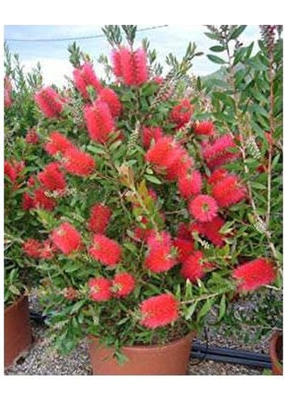 Fırça Çalısı Callistemon 3 Adet