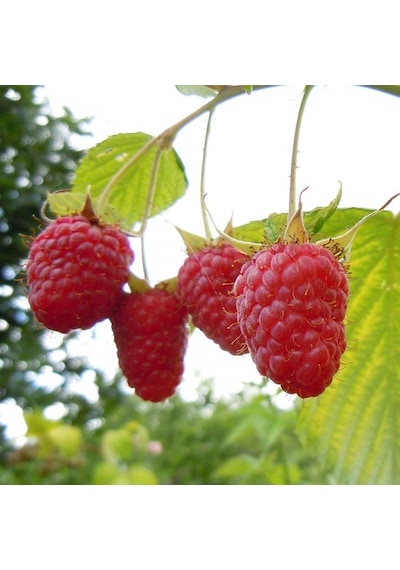 Tüplü Bol Verimli Aromalı Yediveren Ruby Ahududu Fidanı