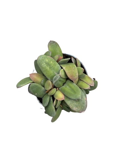 Gasteria Glomerata (Sukulent) Ø8,5 CM Y10-15 CM