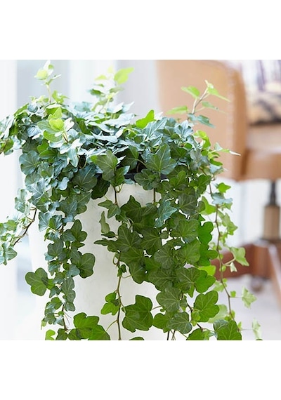 Mini Hedera Salon Sarmaşığı Hedera Helix Green 5 Adet