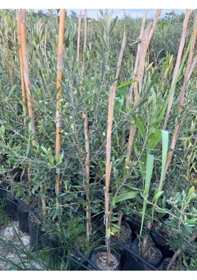 2 Yaş Çok Verimli Tüplü Koroneiki Zeytin Fidanı Meyve Verme Durumunda 100-120 Cm