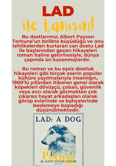Petjoo 23.Lad Sarı-Kırmızı Qr'lı Köpek Künyesi