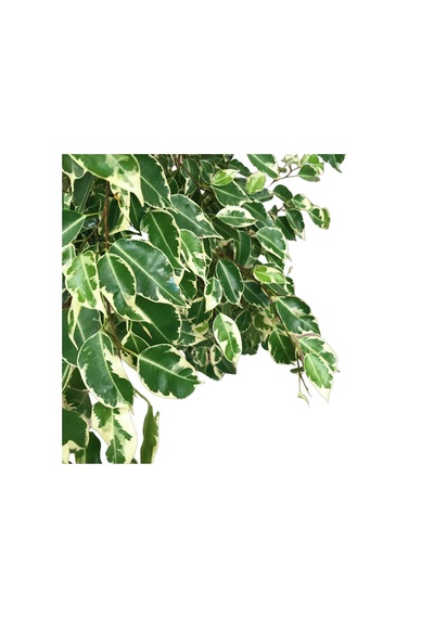 Ficus Benjamina ‘Starlight’ (Kauçuk Çiçeği) Ø30 CM Y125-150 CM
