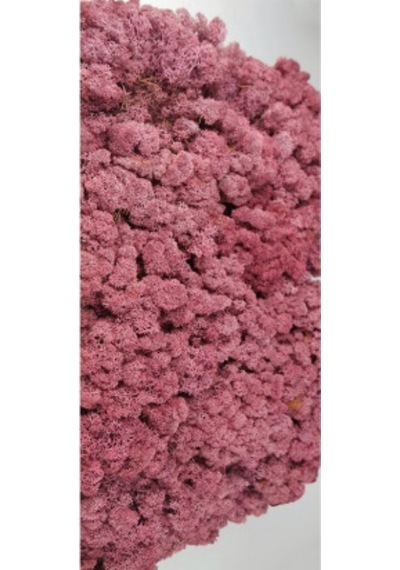 Trend Bahçe Reindeer Moss Roze Color Şoklanmış Norveç Yosunu 500 G