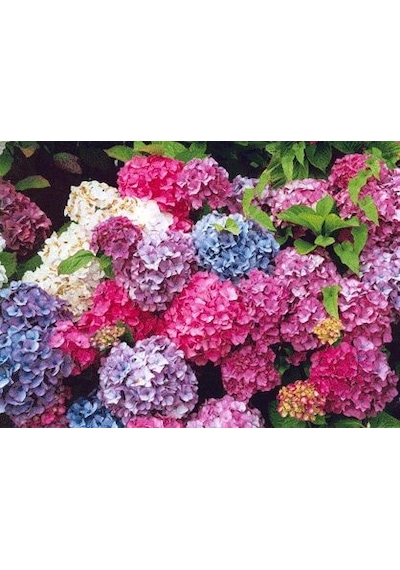 Ortanca Çiçeği Fidanı Tüplü Karışık Renkli Cinsi [hydrangea Macro