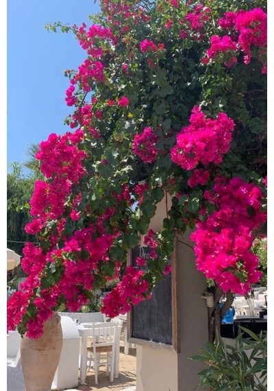 Bougainvillea Pembe Begonvil Canlı Dış Mekan Sarmaşığı 10-20 Cm