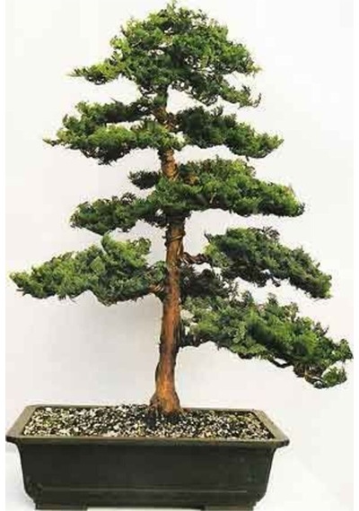 Hinoki Çam Bonsai Ağacı Tohumu-10 Adet