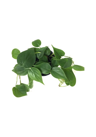 Philodendron Cordatum Ø12 CM Y20-25 CM