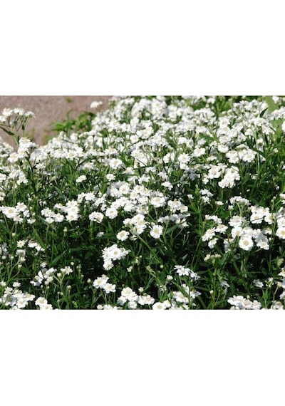 20 Adet Pearl Yarrow Tohumu