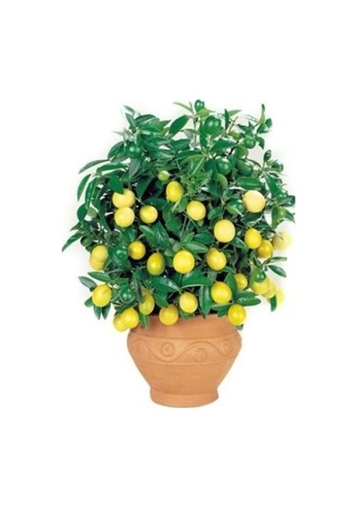 Bodur Hint Limonu Bonzai Ağacı Ekim Seti 5 Adet Tohum Saksı Toprak Kombin