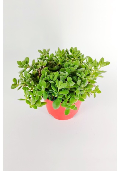 Crassula Rogersii Sarkan Sukulent Minik Yeşil Kadife Yapraklı 8.5