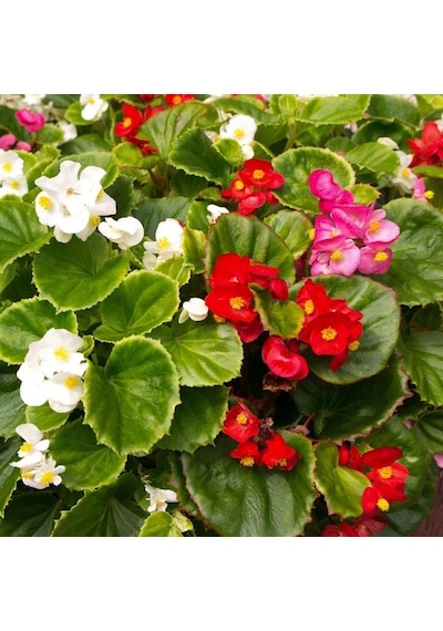 Begonya Begonia Karışık Renklerde 30 Adet