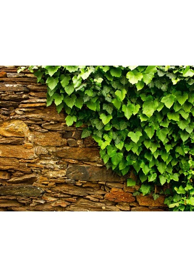 Hedera Helix Orman Sarmaşığı 100-150 Cm 20 Adet