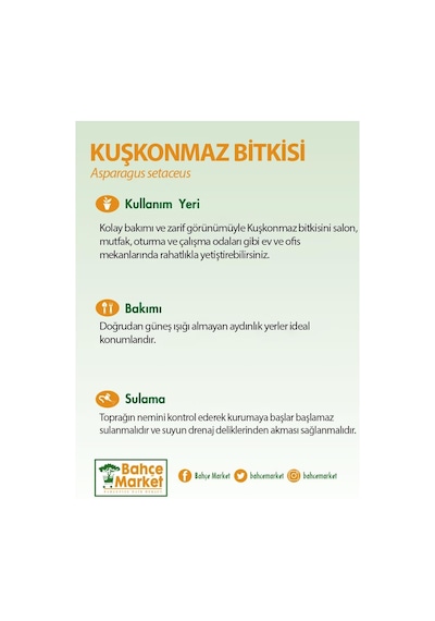 Kuşkonmaz 30-40 Cm Yeşil