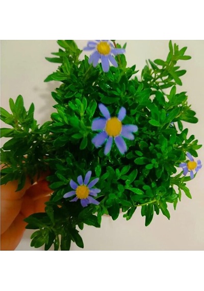 Felisya Çiçeği - Mavı Papatya 25-35cm Saksılı Çok Köklü
