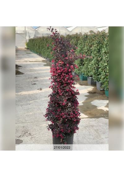 Loropetalum - Pembe Rüya Çiçeği 70-100 Cm Boyunda