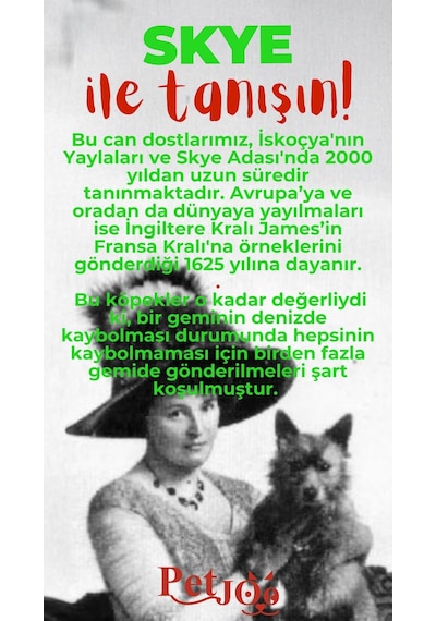 Petjoo 6.Skye Kırmızı-Yeşil Qr'lı Köpek Künyesi