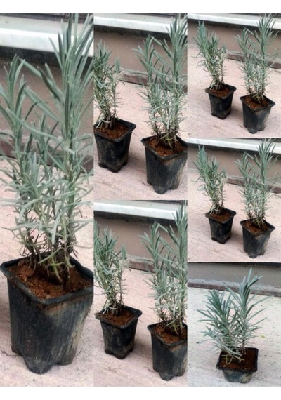 Videolu Lavanta Fidanı 10 Adet Saksılı/tüplü 10-15 Cm Bahçe Bitkisi Lavander