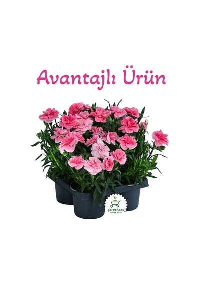 Avantajlı Ürün 4 Adet Saksılı Pembe Renk Karanfil Çiçeği 15-25cm Pink Dianthus