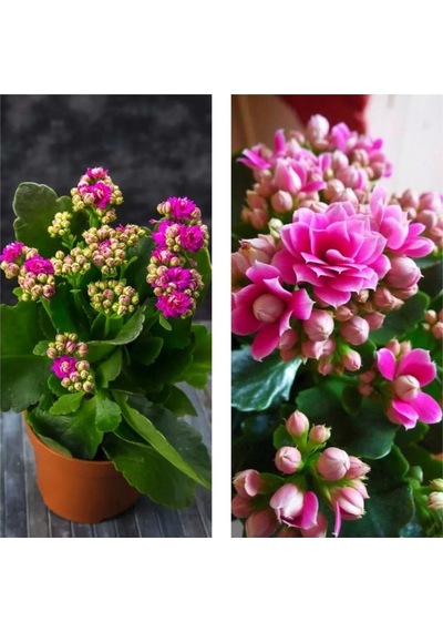 Kalanşo Emel Hanım Kalanchoe Çiçeği Kalanşo Pembe 8.5 Saksıda Çiçekli Bodur Bitki