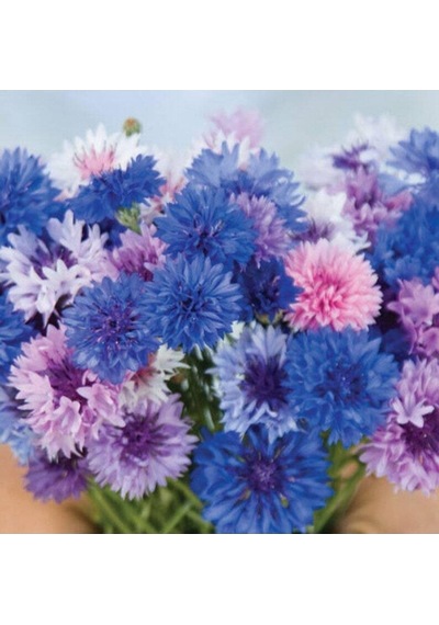 Tohum Dünyam 10 Adet Cornflower Mix Tohumu