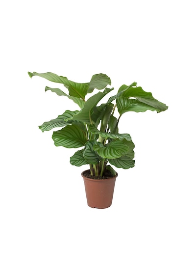 Calathea Orbifolia (Dua Çiçeği) 20-30 cm
