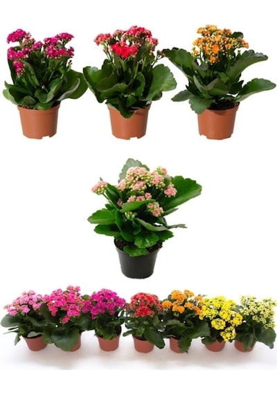Kalanşo Çiçeği, Kalanchoe Çiçeği Fidanı 10-20 Cm 1 Adet