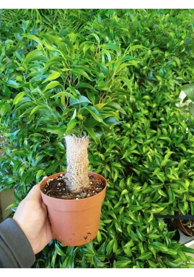 Bonsai Ficus Benjamin Hasır Gövdeli