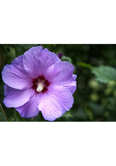 Mor Hint Gülü Hibiskus 60 - 90 Cm - Tüplü