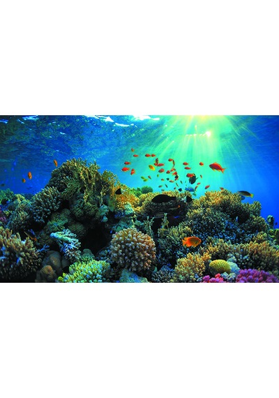 Kanki Pet 55 cm  KP5540021 Akvaryum Arka Fon Yapıştırma  55x40 cm