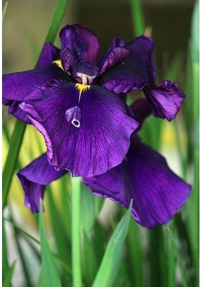 Mezarlık Çiçeği Iris Çiçeği Mor Zambak 10-20 Cm