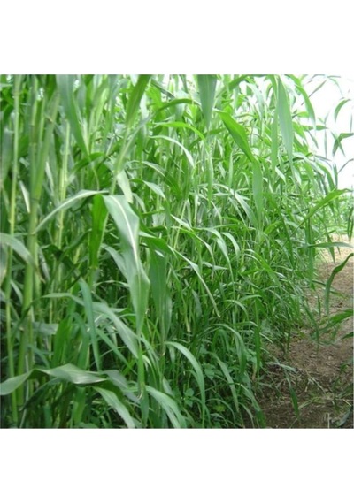 Sorgum Sudan Otu Tohum 5 Kg