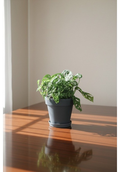 Monstera Adansonii İthal